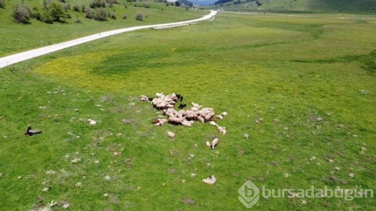 Sürünün peşinde 40 yıl geçirdi: Her gün kilometrelerce yol kat ediyor