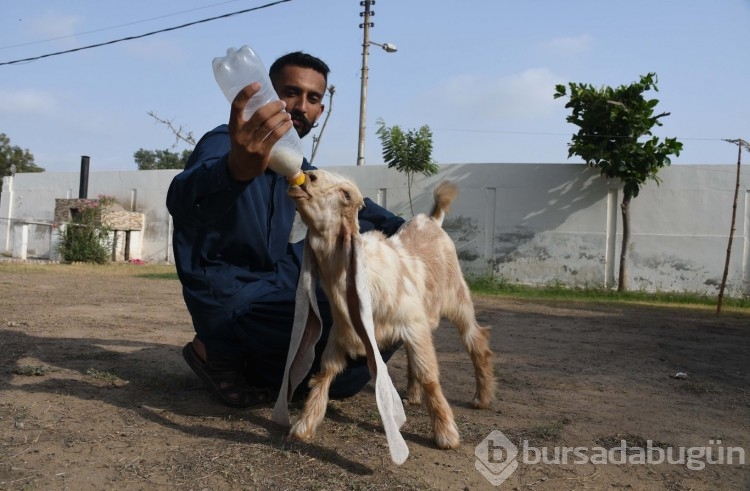 Yavru keçi kulaklarıyla dikkat çekiyor