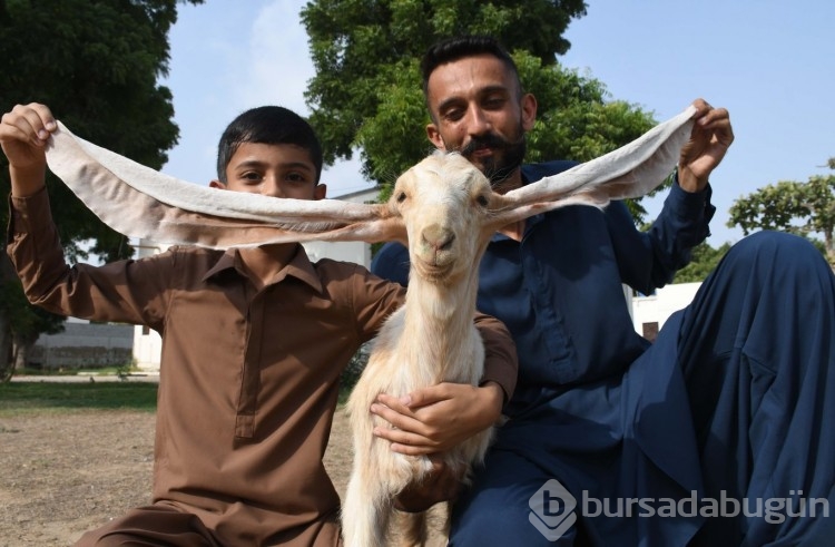 Yavru keçi kulaklarıyla dikkat çekiyor