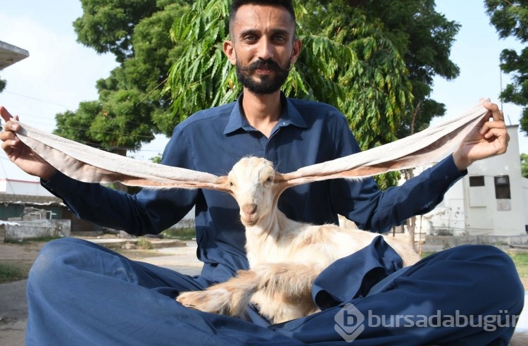 Yavru keçi kulaklarıyla dikkat çekiyor