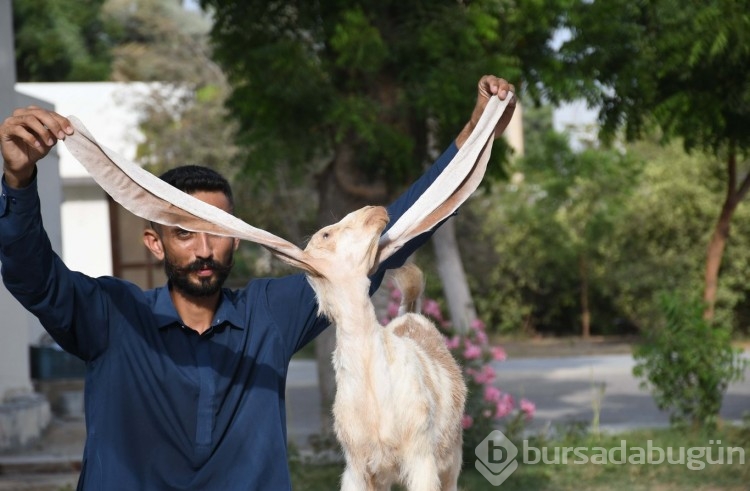 Yavru keçi kulaklarıyla dikkat çekiyor