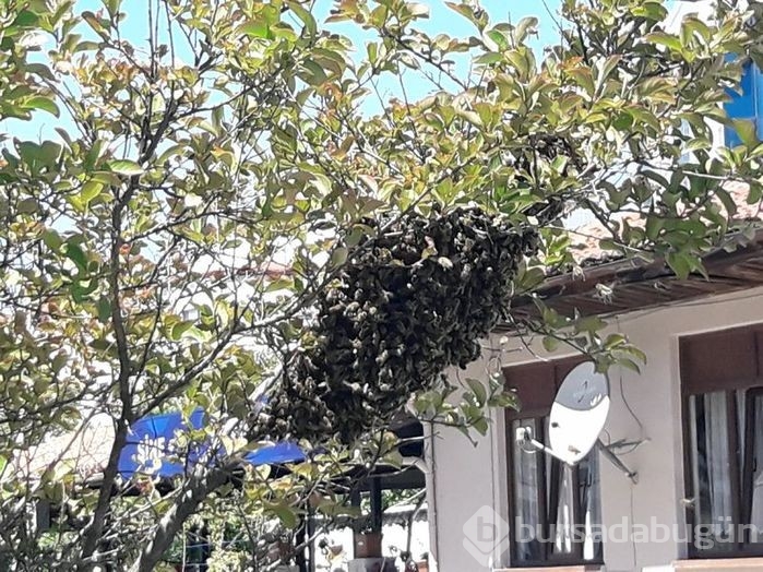 İstanbul'da 'oğul verme' döneminde çoğaldılar! 