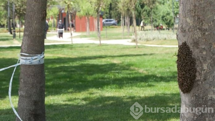 İstanbul'da 'oğul verme' döneminde çoğaldılar! 