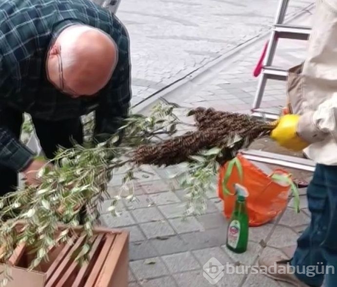 İstanbul'da 'oğul verme' döneminde çoğaldılar! 