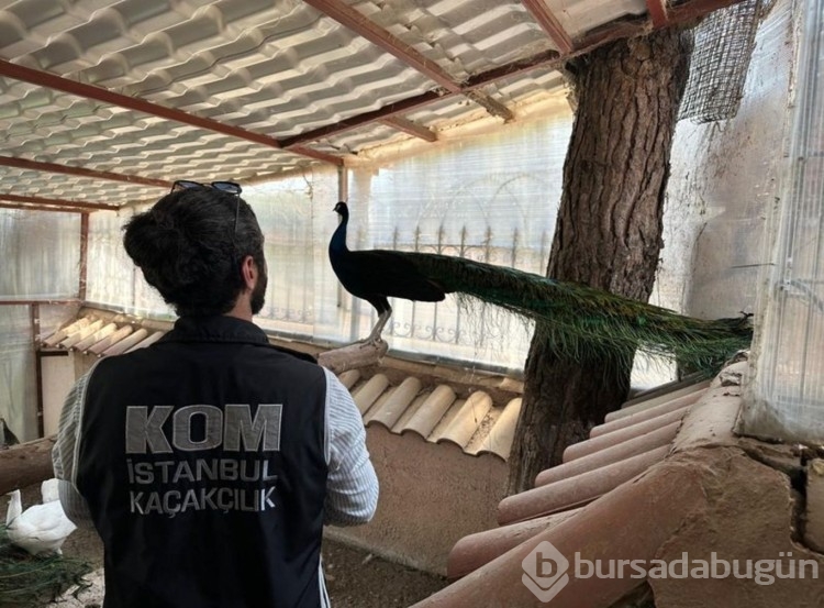 Bahçesinde yabani hayvan besleyen kişi gözaltına alındı!