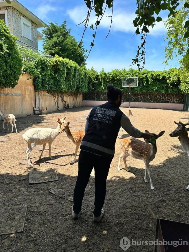 Bahçesinde yabani hayvan besleyen kişi gözaltına alındı!