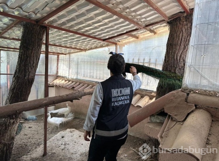 Bahçesinde yabani hayvan besleyen kişi gözaltına alındı!