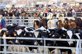 Trakya'nın en büyük canlı hayvan pazarı yenilenecek
