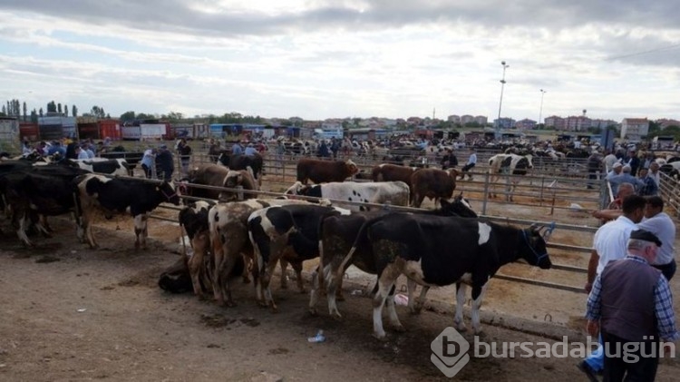 Trakya'nın en büyük canlı hayvan pazarı yenilenecek
