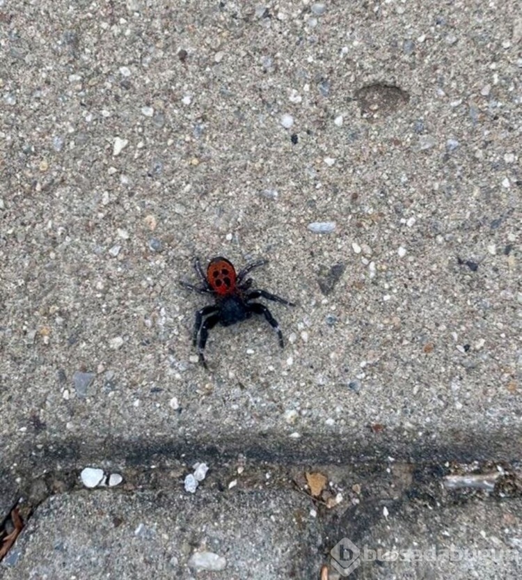 İki gün arayla bu kez Manisa'da görüldü!