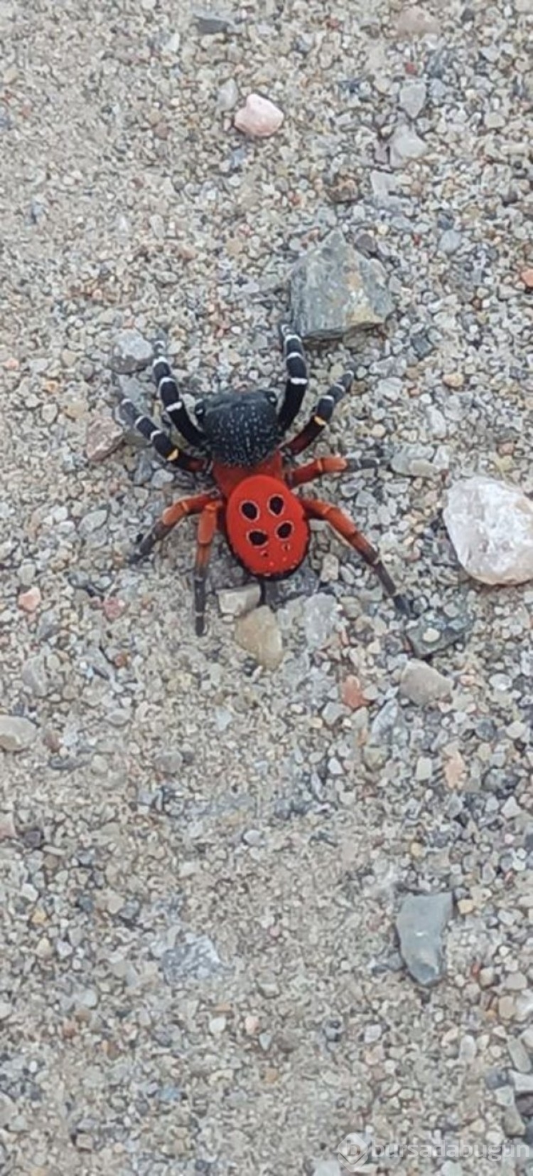 İki gün arayla bu kez Manisa'da görüldü!