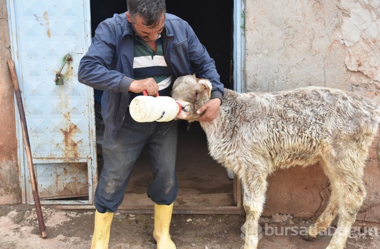 'Yaşamaz' denilen engelli buzağıyı 3 aydır biberonla besliyor
