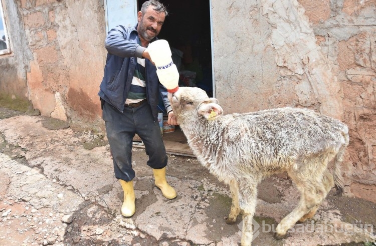 'Yaşamaz' denilen engelli buzağıyı 3 aydır biberonla besliyor
