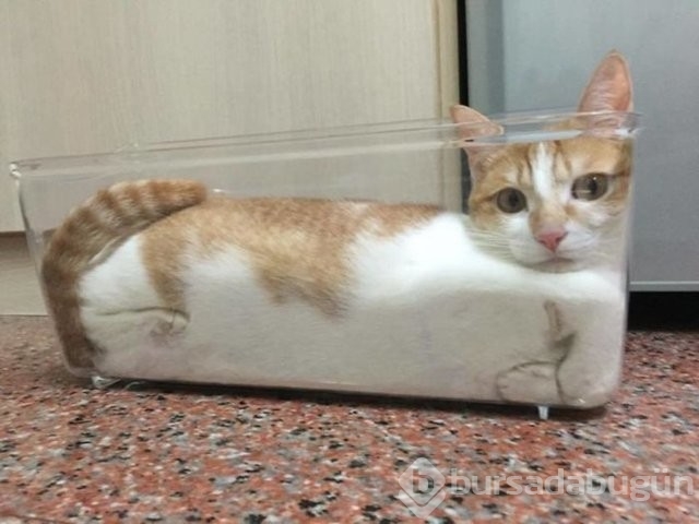 Kedilerin her yere sığabildiğini kanıtlayan fotoğraflar 