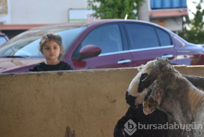Kurban kesiminde çocuklar duygusal anlar yaşadı 
