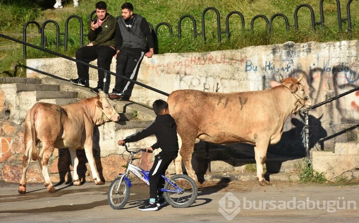 Kurban kesiminde çocuklar duygusal anlar yaşadı 
