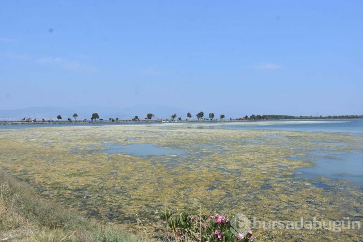 Havalar ısındı, İnciraltı'nda deniz marulu arttı