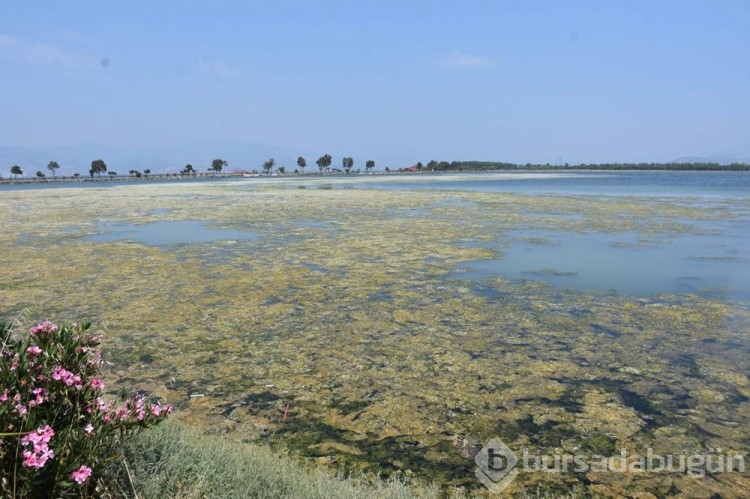 Havalar ısındı, İnciraltı'nda deniz marulu arttı