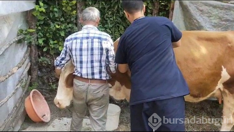 Zonguldak'taki 120 köyde "şap" nüksetti