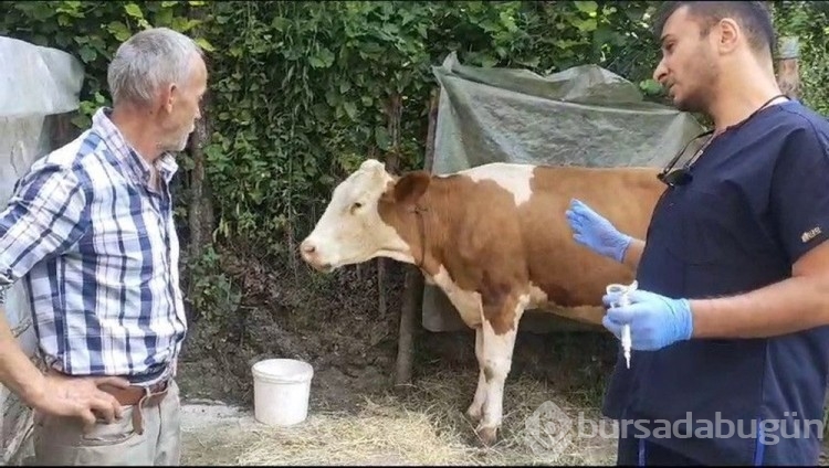 Zonguldak'taki 120 köyde "şap" nüksetti