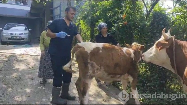 Zonguldak'taki 120 köyde "şap" nüksetti