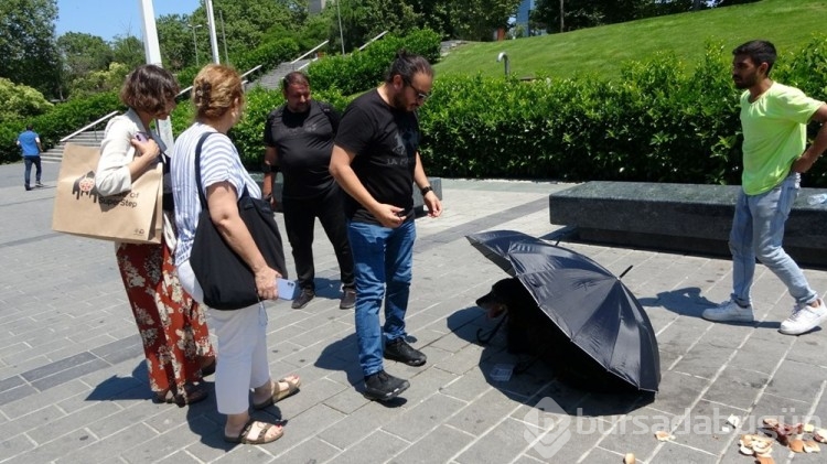 Yaralı köpek için seferber oldu... Taksim Meydanı'nda bir turist kadın, yaralı köpeği fark edince...