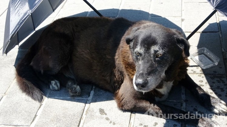 Yaralı köpek için seferber oldu... Taksim Meydanı'nda bir turist kadın, yaralı köpeği fark edince...
