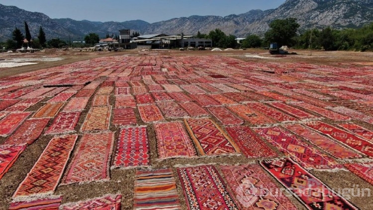 Buğday arazileri halı tarlasına dönüştü! Hepsi yurt dışına gidiyor