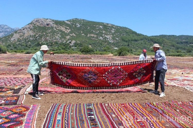 Buğday arazileri halı tarlasına dönüştü! Hepsi yurt dışına gidiyor