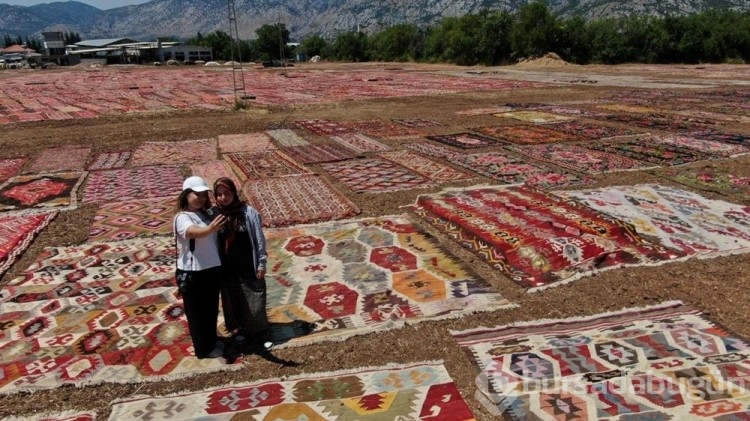 Buğday arazileri halı tarlasına dönüştü! Hepsi yurt dışına gidiyor