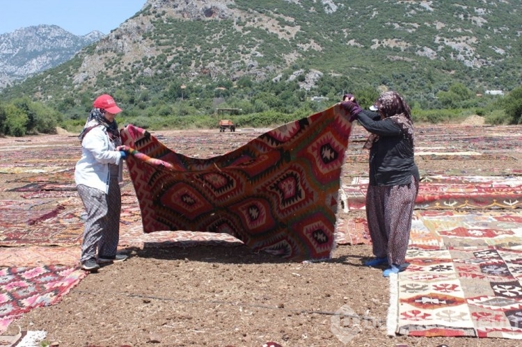 Buğday arazileri halı tarlasına dönüştü! Hepsi yurt dışına gidiyor
