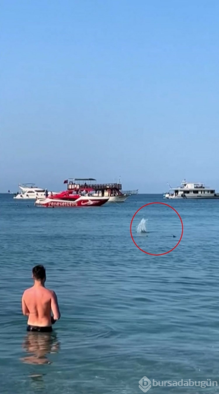 Nadir türü köpek balığı sanıp taşladılar...
