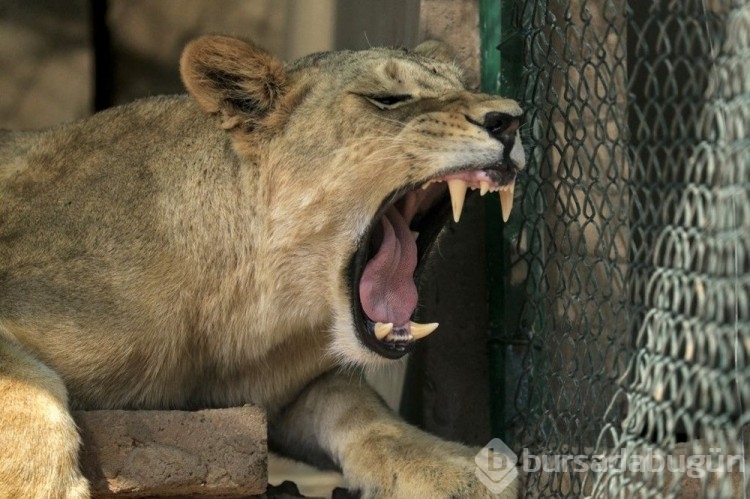Berlin sokaklarında aslan uyarısı!