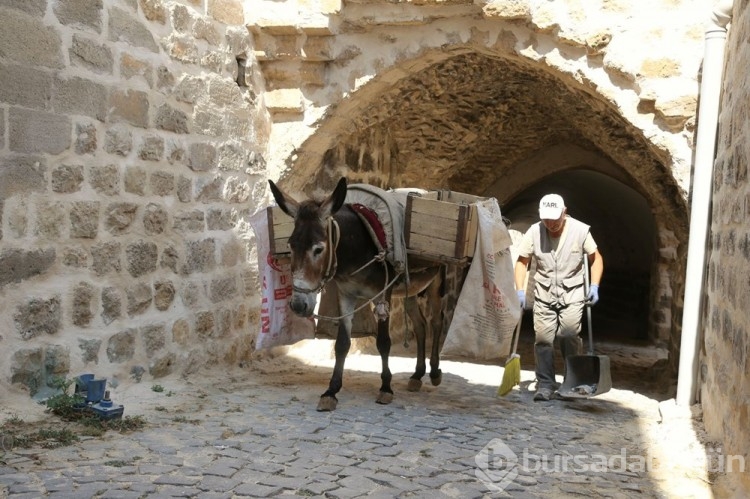 Mardin'de kadrolu eşeklere düzenleme getirildi