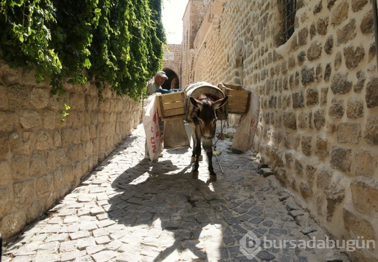 Mardin'de kadrolu eşeklere düzenleme getirildi