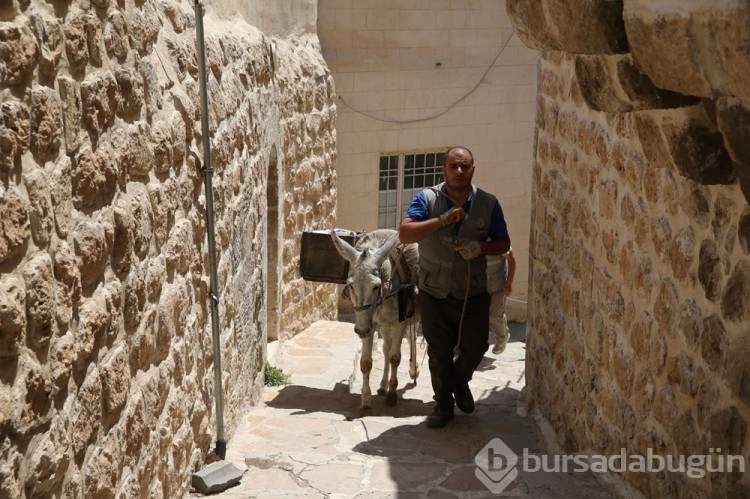 Mardin'de kadrolu eşeklere düzenleme getirildi