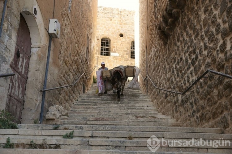 Mardin'de kadrolu eşeklere düzenleme getirildi