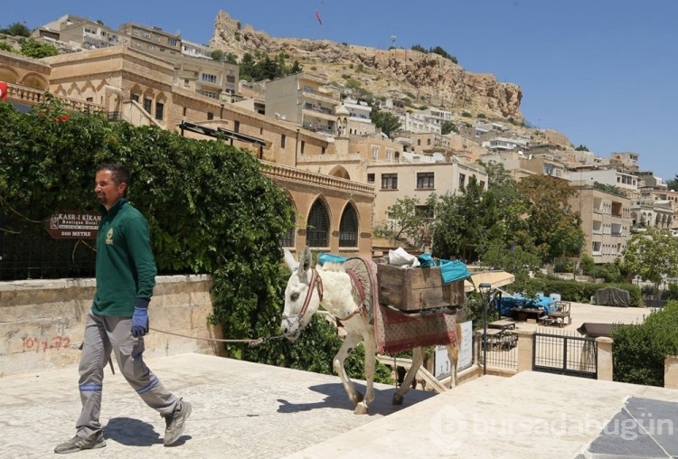 Mardin'de kadrolu eşeklere düzenleme getirildi
