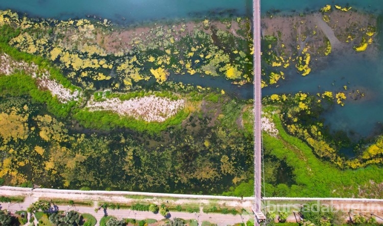 Seyhan Nehri yosunla kaplandı