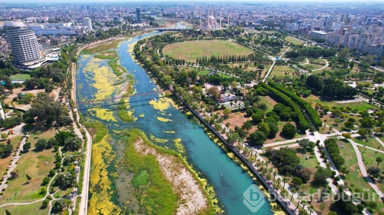 Seyhan Nehri yosunla kaplandı