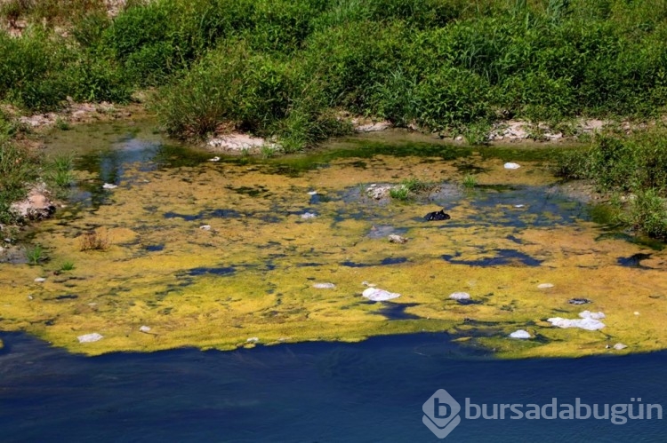 Seyhan Nehri yosunla kaplandı