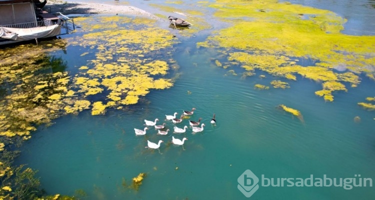 Seyhan Nehri yosunla kaplandı