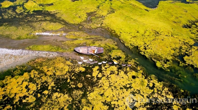Seyhan Nehri yosunla kaplandı