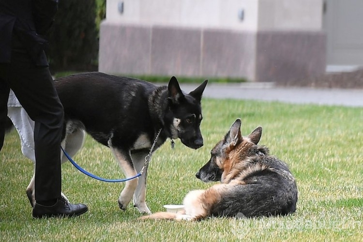 Beyaz Saray'da Biden'in köpekleri panik yarattı