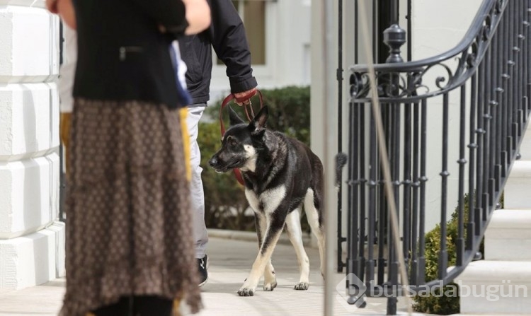 Beyaz Saray'da Biden'in köpekleri panik yarattı