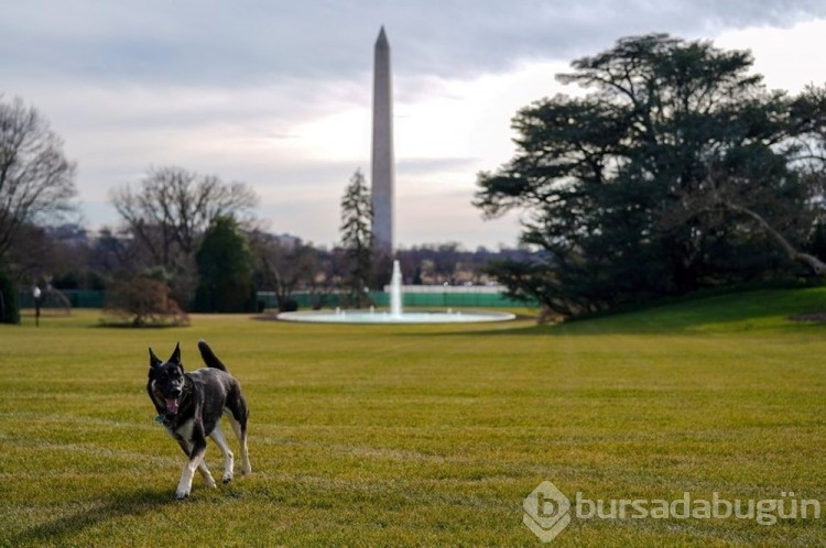 Beyaz Saray'da Biden'in köpekleri panik yarattı