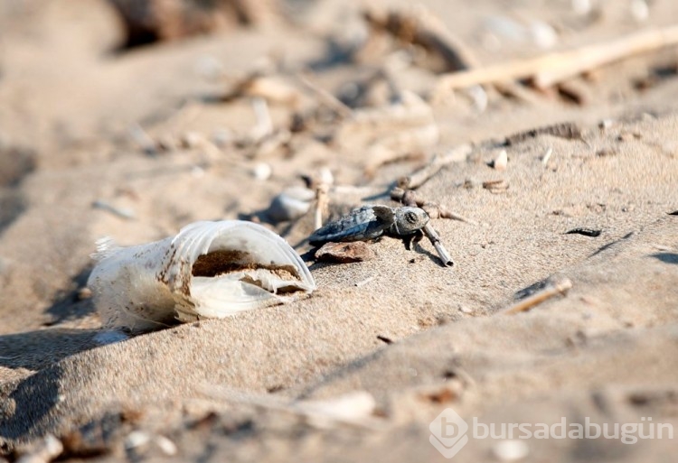 Caretta carettalar Akdeniz'le buluşuyor