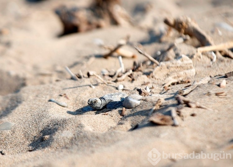 Caretta carettalar Akdeniz'le buluşuyor