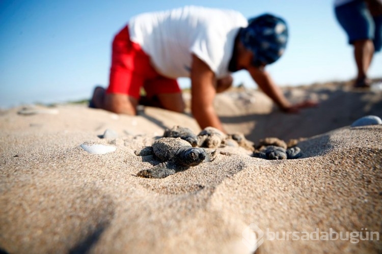 Caretta carettalar Akdeniz'le buluşuyor