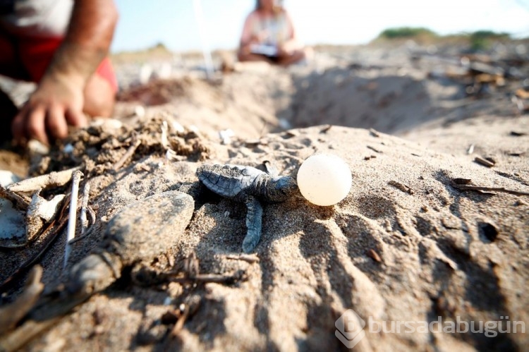 Caretta carettalar Akdeniz'le buluşuyor